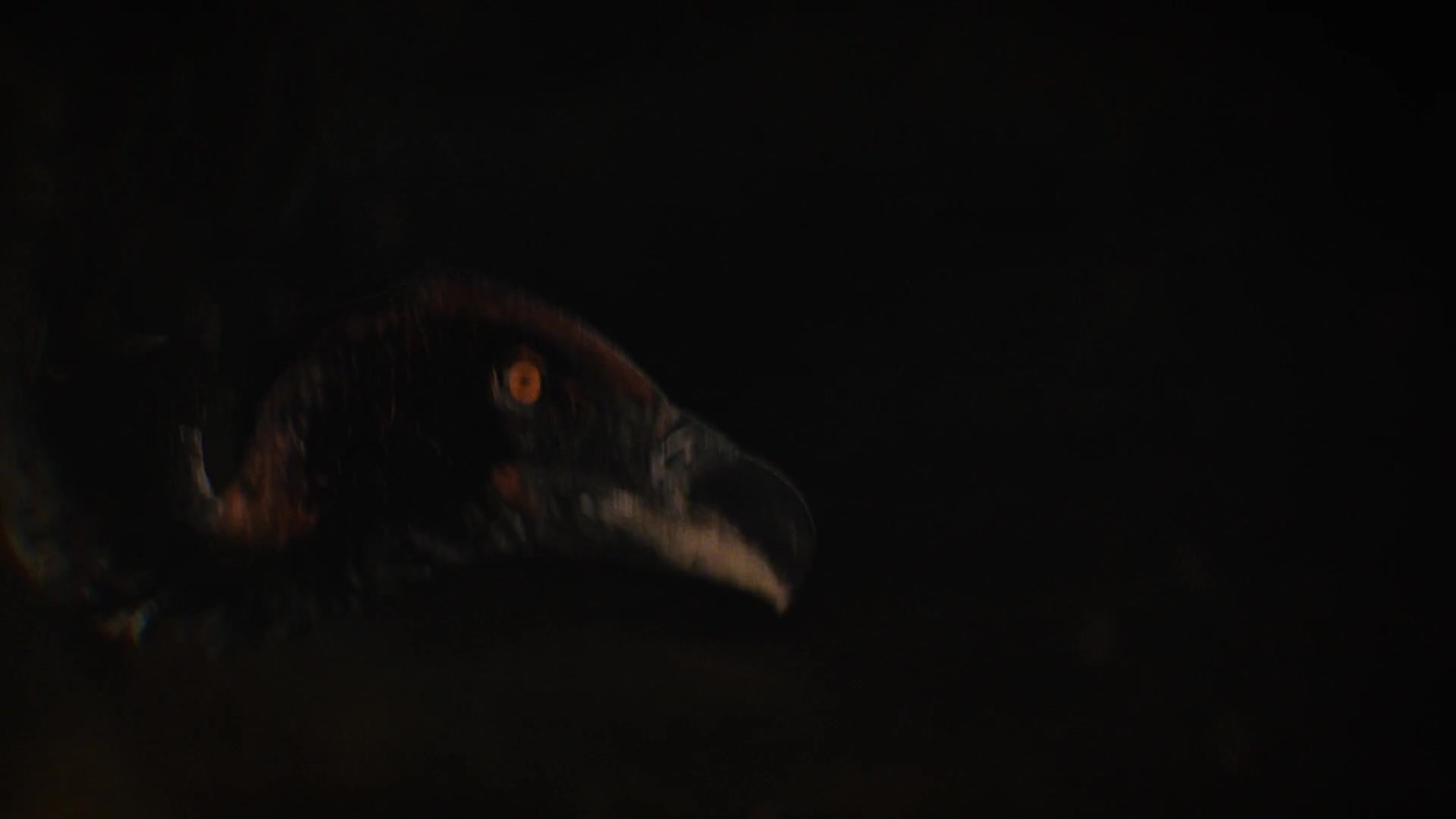 Of Kings and Prophets — Vulture FX